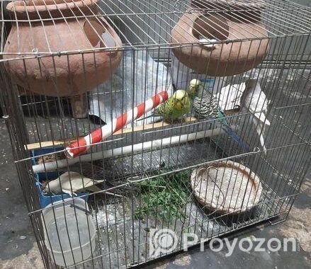 ১ জোড়া কোকাটেল ও বাজরিগার বিক্রি হবে