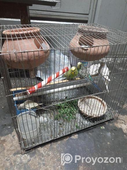 ১ জোড়া কোকাটেল ও বাজরিগার বিক্রি হবে