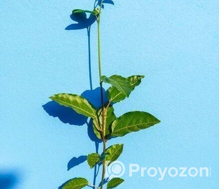 ট্যাং, আনারকলি বা প্যাসন ফ্রুটস এর চারা