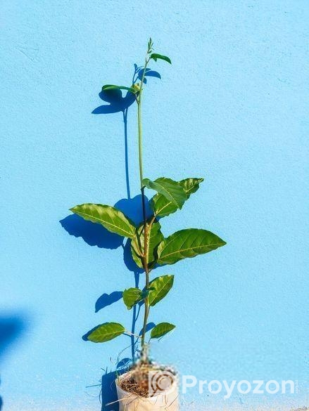 ট্যাং, আনারকলি বা প্যাসন ফ্রুটস এর চারা