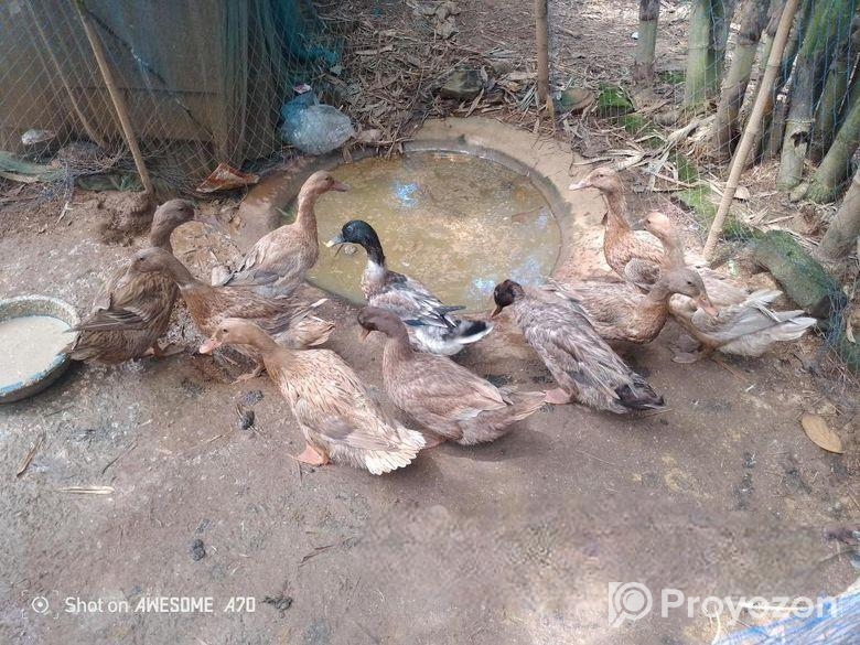 দেশি হাস বিক্রি হবে