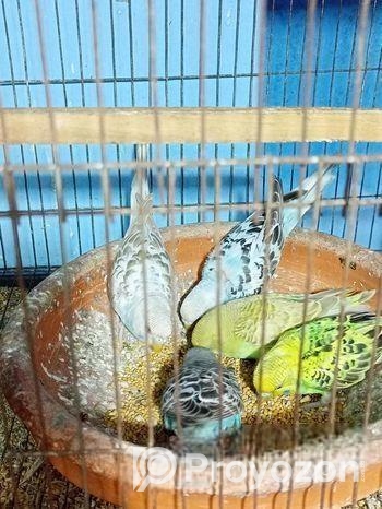 বাজারিগার