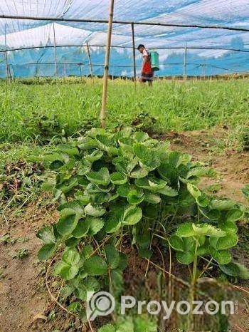 উন্নত জাতের উচ্চফলনশীল চারা থাইল্যান্ড,আমেরিকান ফে
