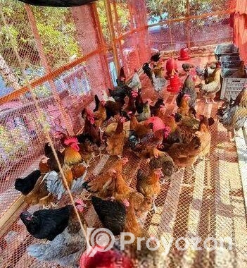 টাইগার মুরগি বিক্রি হবে ৩০ দিনের বাচ্চা