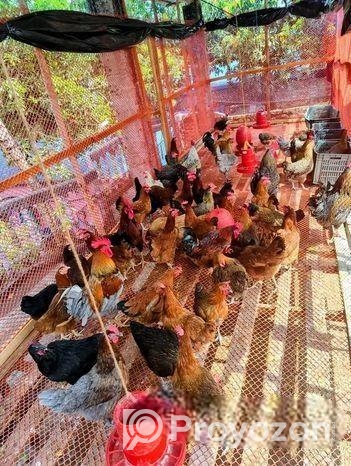 টাইগার মুরগি বিক্রি হবে ৩০ দিনের বাচ্চা