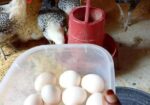 Egg sell
