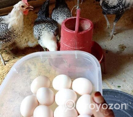 Egg sell