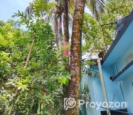 নারিকেল গাছ