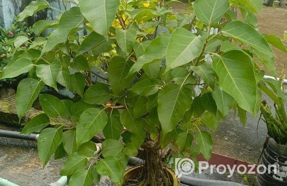 বনসাই গাছ
