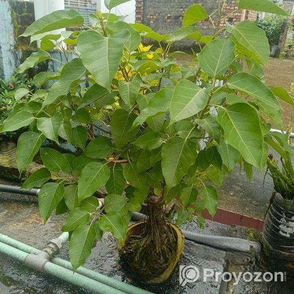 বনসাই গাছ