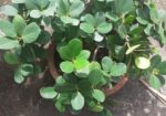 বনসাই ফাইকাস চায়না বট Bonshai China Bot Ficus Bons