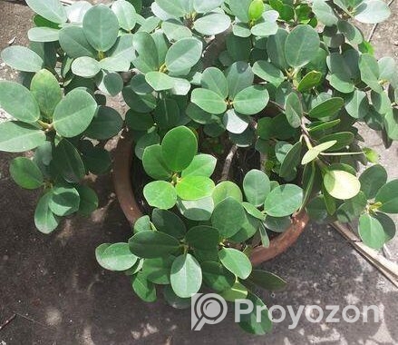 বনসাই ফাইকাস চায়না বট Bonshai China Bot Ficus Bons