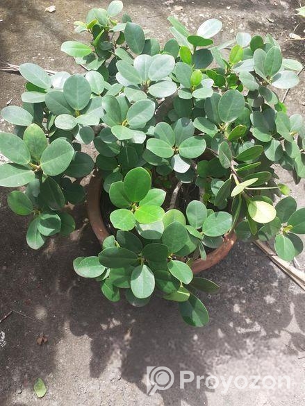 বনসাই ফাইকাস চায়না বট Bonshai China Bot Ficus Bons