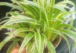 indoor plant