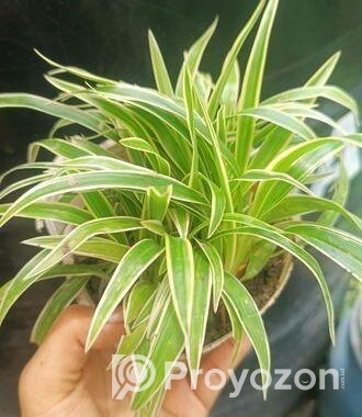 indoor plant
