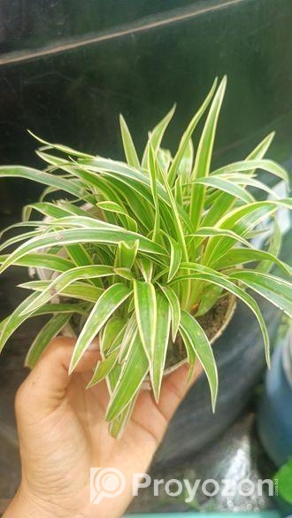 indoor plant