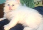 Persian Kitten Punch Face Male And Female