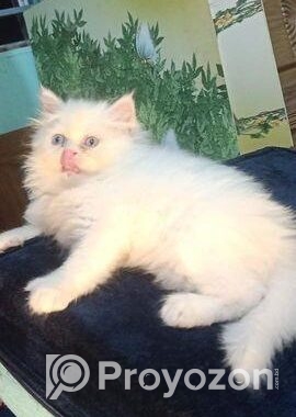 Persian Kitten Punch Face Male And Female