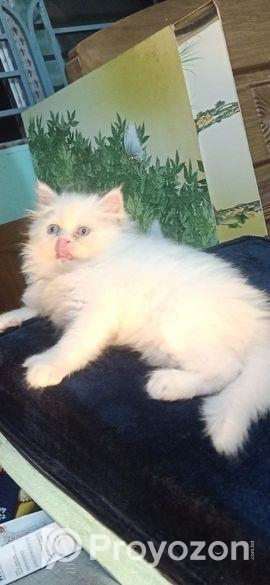 Persian Kitten Punch Face Male And Female