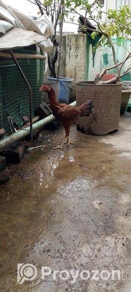 ফাইটার আসিল মুরগি, ইন্ডিয়ান ব্লাড লাইন,