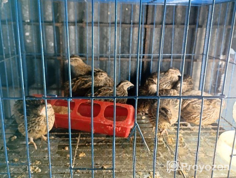 কোয়েল মুরগি খাচা