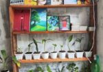 Indoor Plant’s