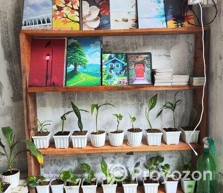 Indoor Plant’s