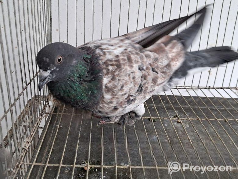 কিছু কবুতর বিক্রি হবে