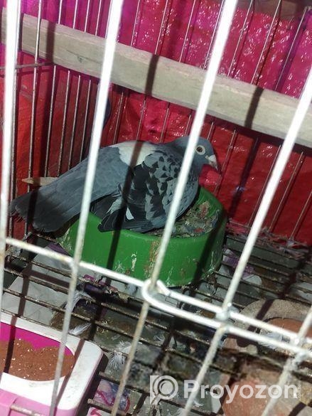 এক জোরা রেসার বিক্রি হবে