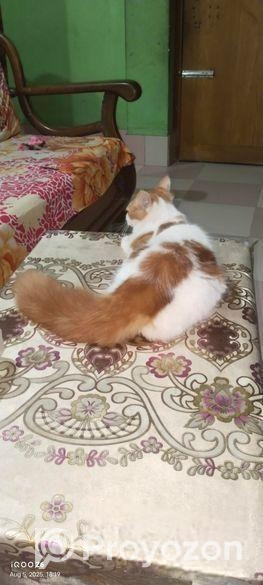 হাই কোয়ালিটি পার্শিয়ান বিড়াল