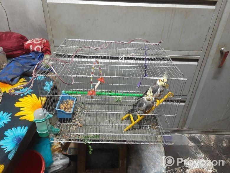 ১ জোড়া কোকাটেল বিক্রি হবে