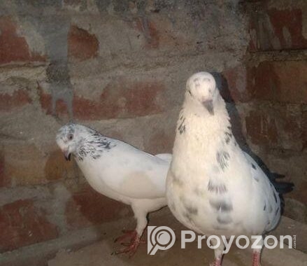 Kobitor Runing Pair