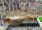 Female Love Bird