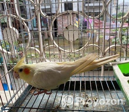 Female Love Bird