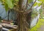 বনসাই গাছ