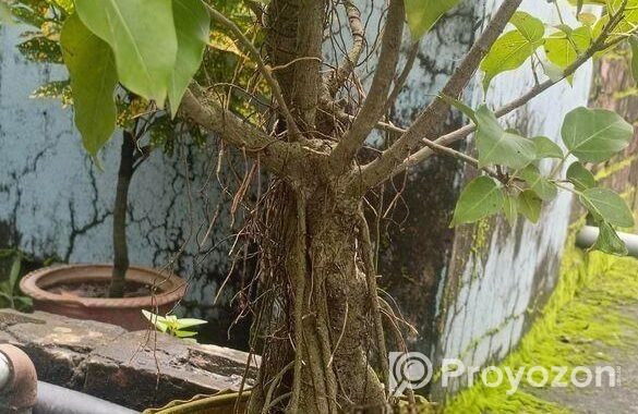 বনসাই গাছ