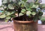 বনসাই ফাইকাস চায়না বট Bonshai China Bot Ficus Bons