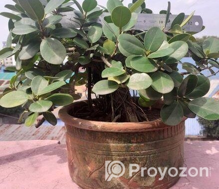 বনসাই ফাইকাস চায়না বট Bonshai China Bot Ficus Bons