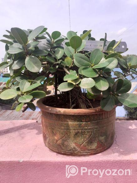 বনসাই ফাইকাস চায়না বট Bonshai China Bot Ficus Bons