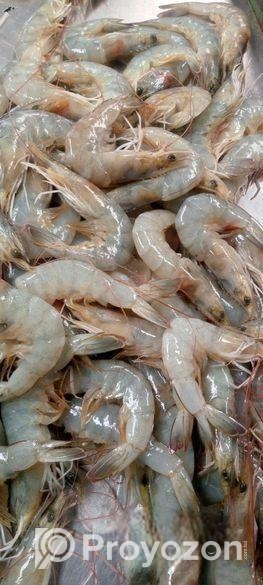 চিংড়ি কুরাল, ভাঙ্গান,বেলে, খরলা,পেসশা,বাটা