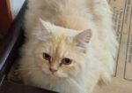 Pure Persian Male Adult Cat