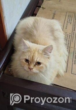 Pure Persian Male Adult Cat