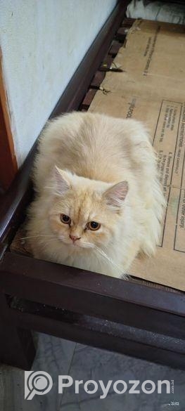 Pure Persian Male Adult Cat