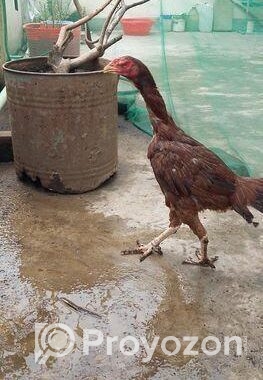 ফাইটার আসিল মুরগি, ইন্ডিয়ান ব্লাড লাইন,