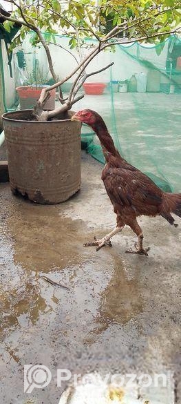 ফাইটার আসিল মুরগি, ইন্ডিয়ান ব্লাড লাইন,