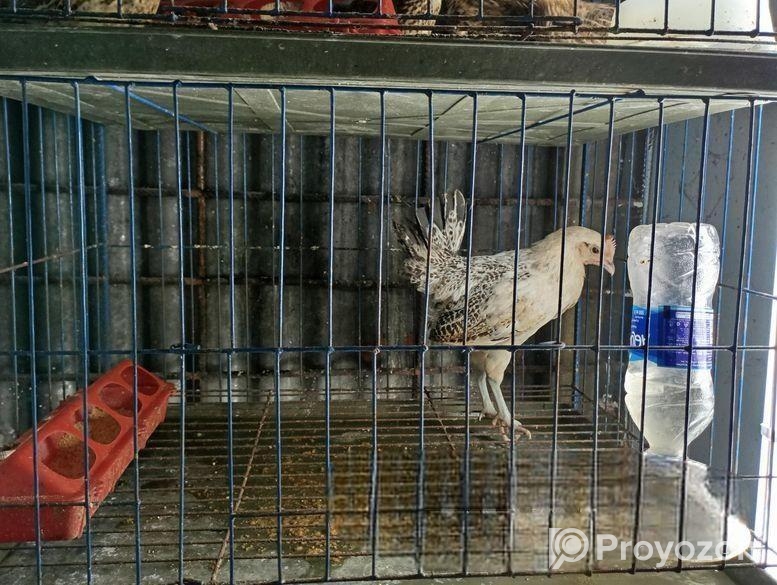 কোয়েল মুরগি খাচা