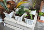 Indoor Plant’s