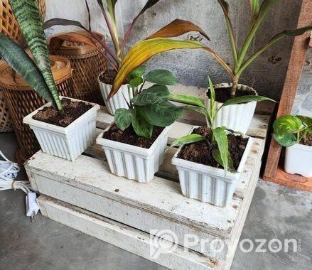 Indoor Plant’s