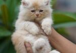 Pure Parsian Semi Punch Male \ Fawn Cat