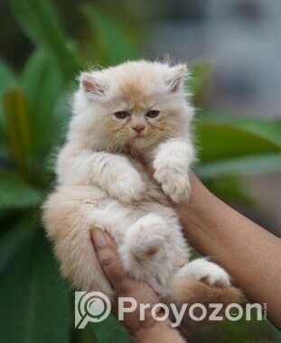 Pure Parsian Semi Punch Male \ Fawn Cat